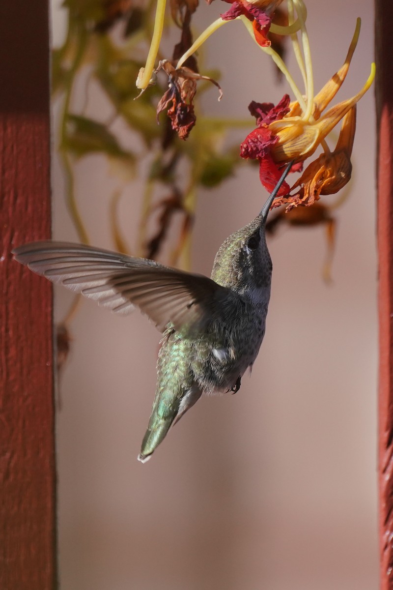 Anna's Hummingbird - ML272828061