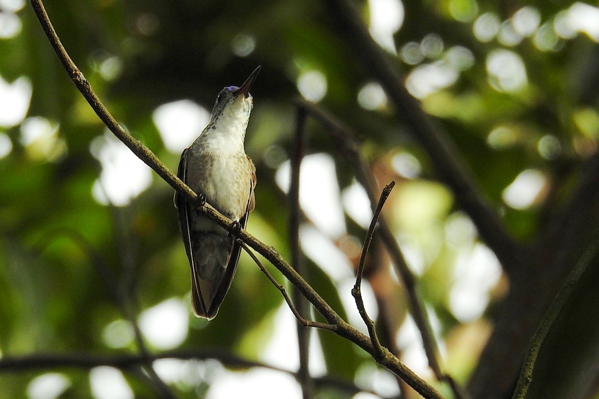 Azure-crowned Hummingbird - ML272828101
