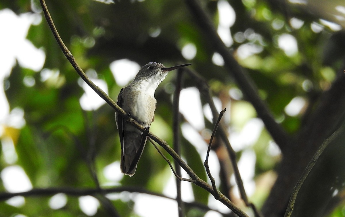 Azure-crowned Hummingbird - ML272828141