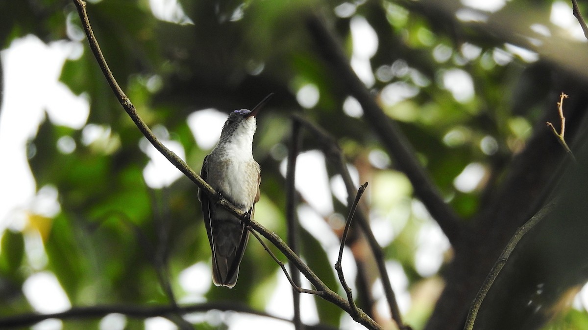 Azure-crowned Hummingbird - ML272828171