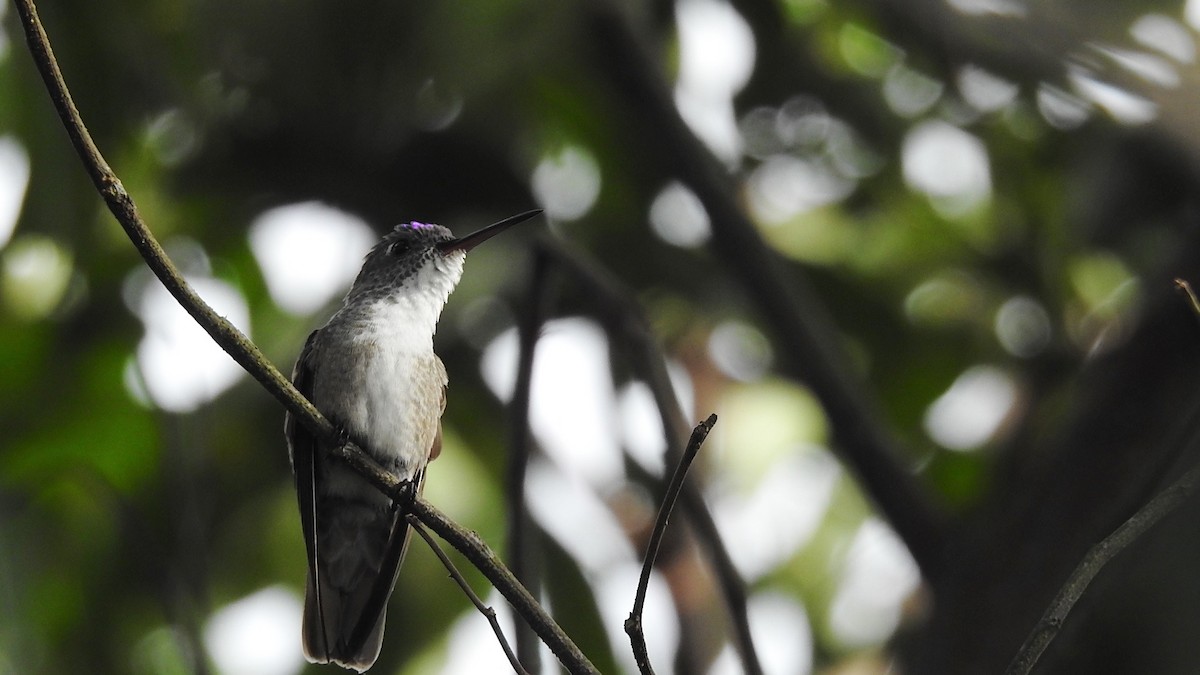 Azure-crowned Hummingbird - ML272828181