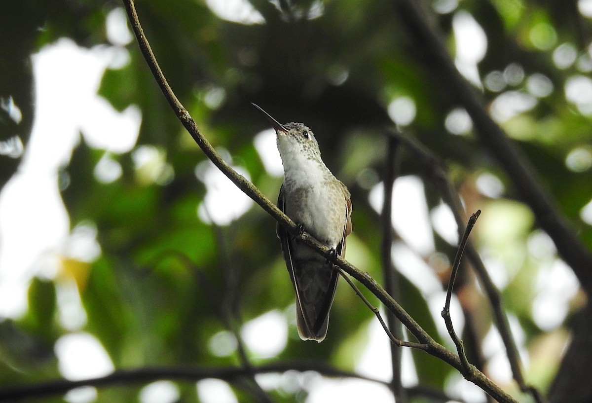 Azure-crowned Hummingbird - ML272828191