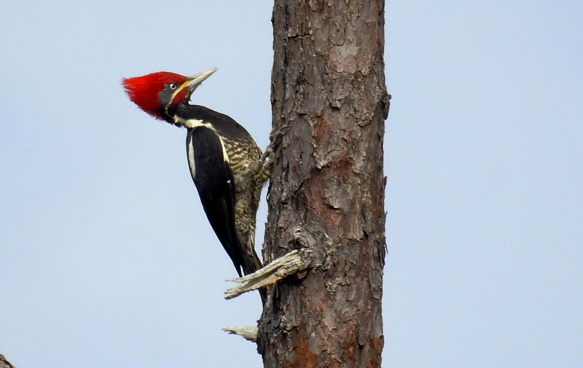 Lineated Woodpecker - Romel Romero