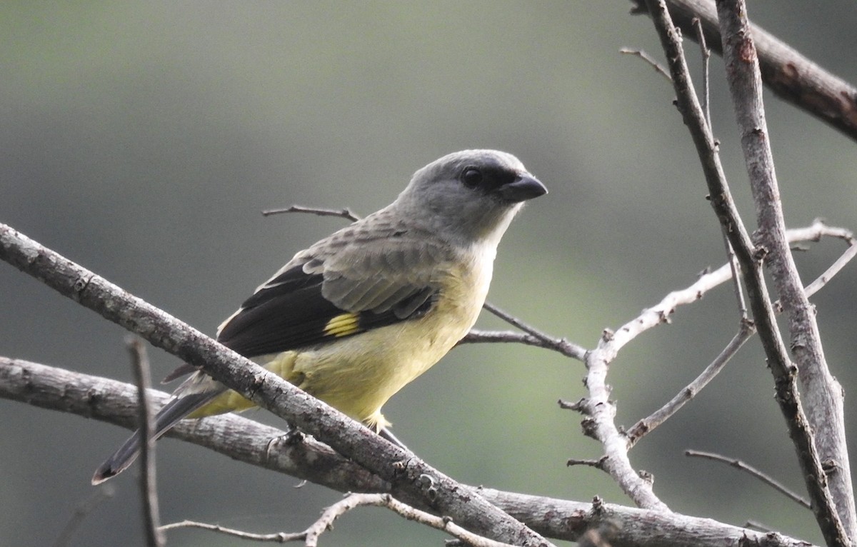 Yellow-winged Tanager - ML272830601