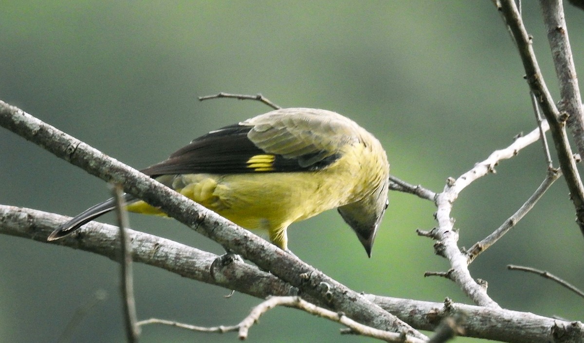 Yellow-winged Tanager - Romel Romero