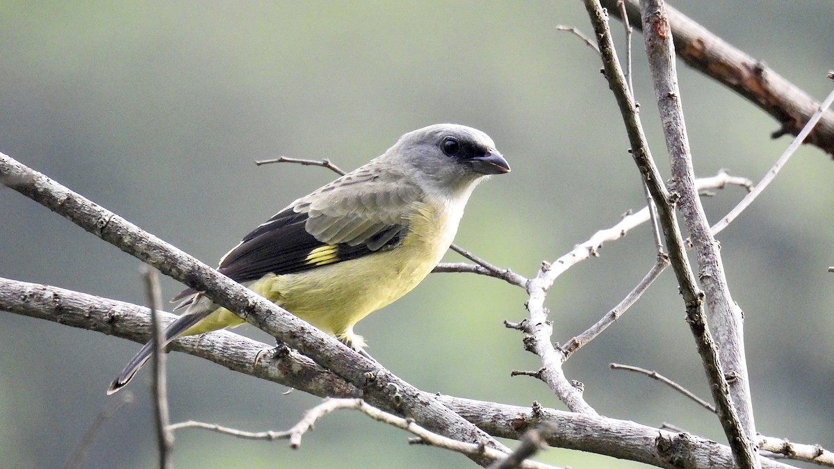 Yellow-winged Tanager - ML272830631
