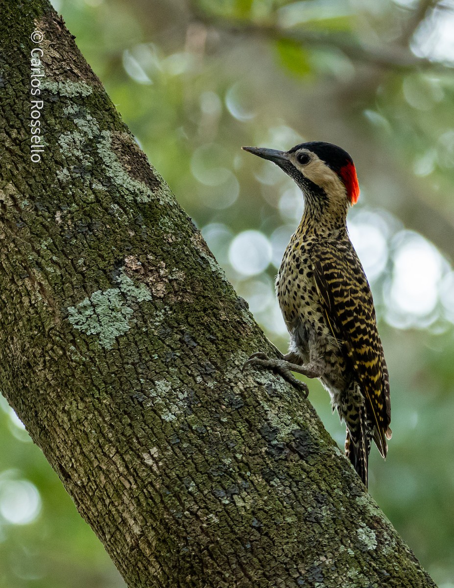 Green-barred Woodpecker - Carlos Rossello