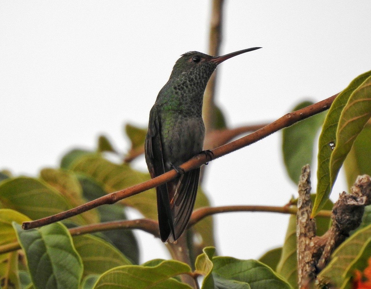 Rufous-tailed Hummingbird - ML272830941