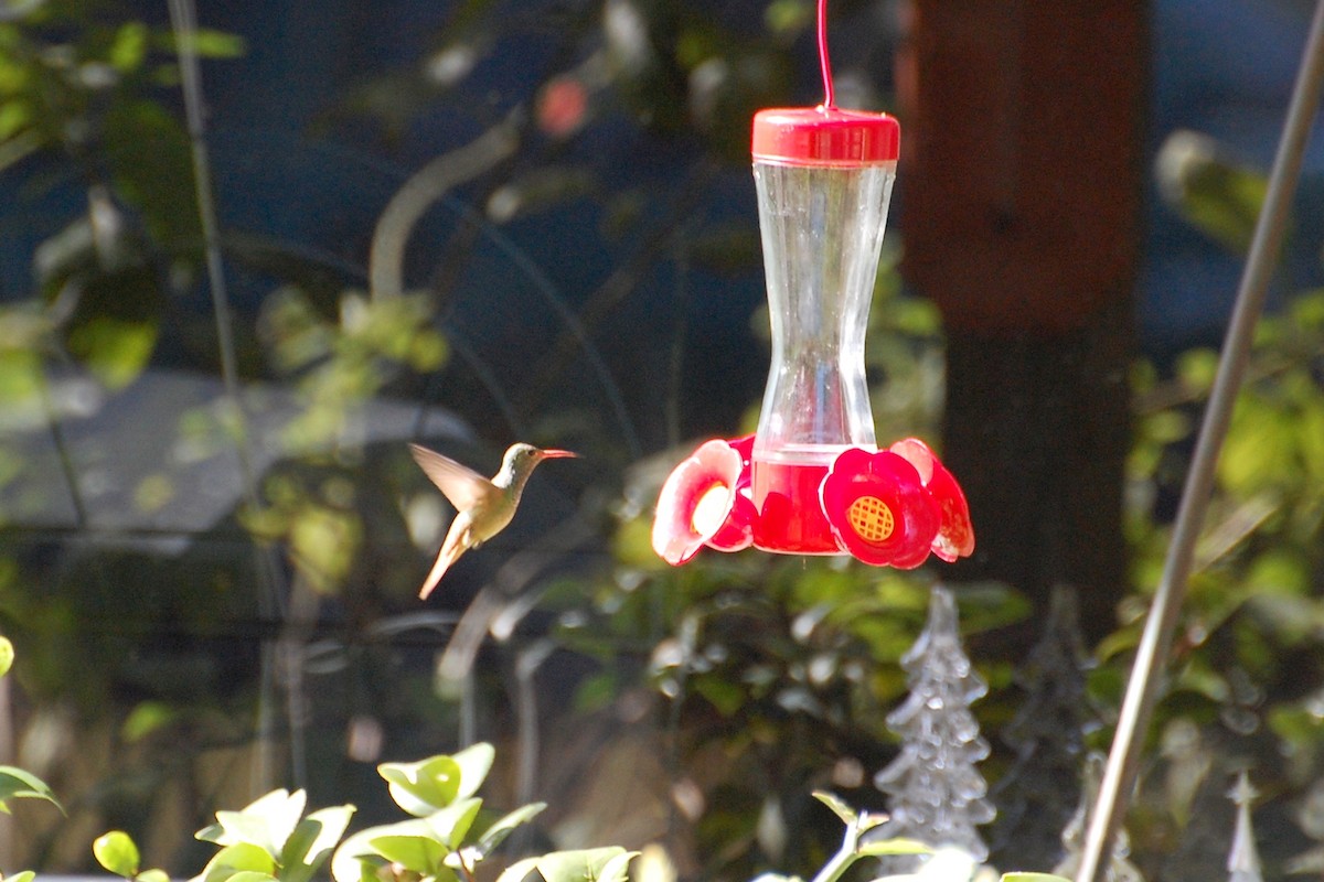 Buff-bellied Hummingbird - ML27283671