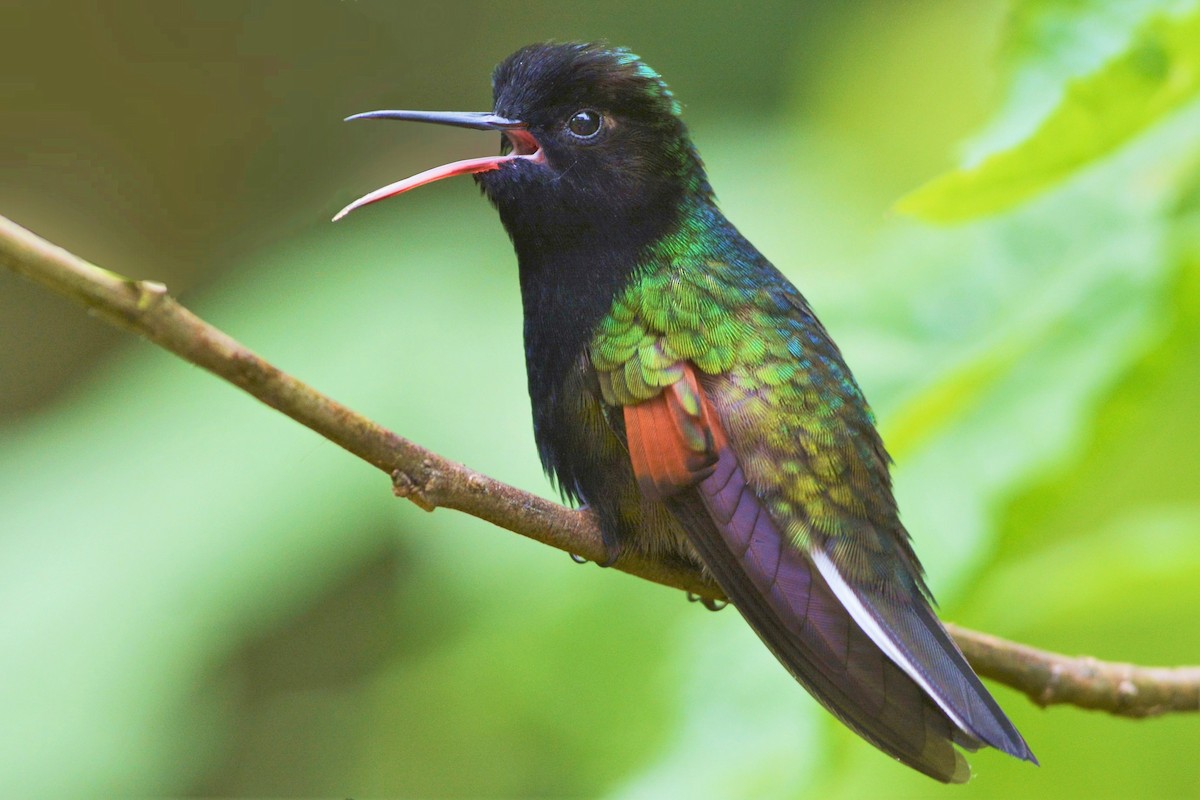 Black-bellied Hummingbird - ML27283681