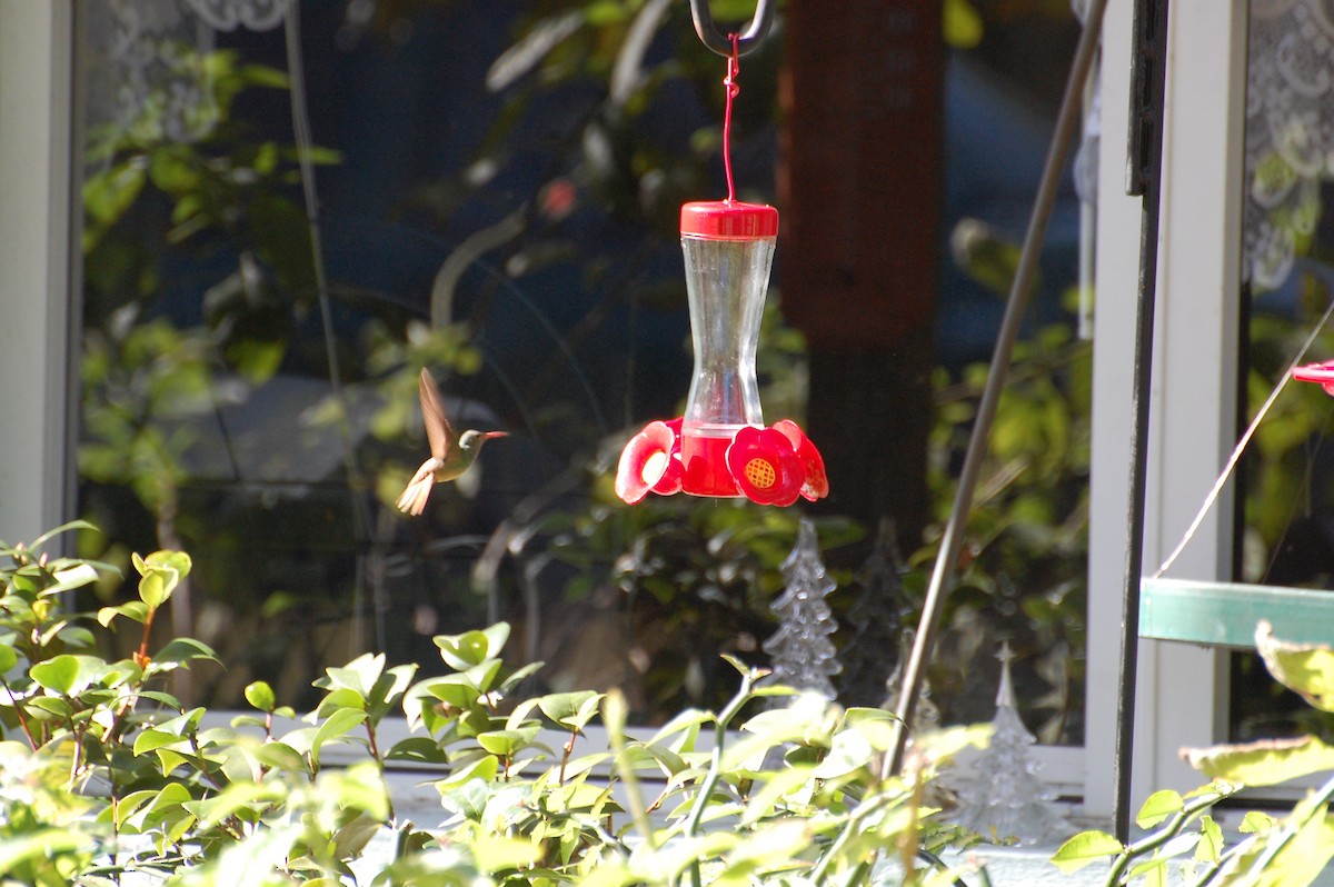 Buff-bellied Hummingbird - ML27283711