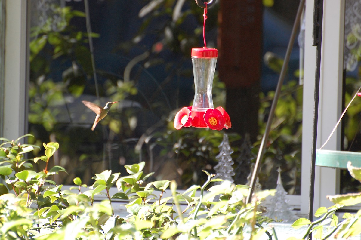 Buff-bellied Hummingbird - ML27283731