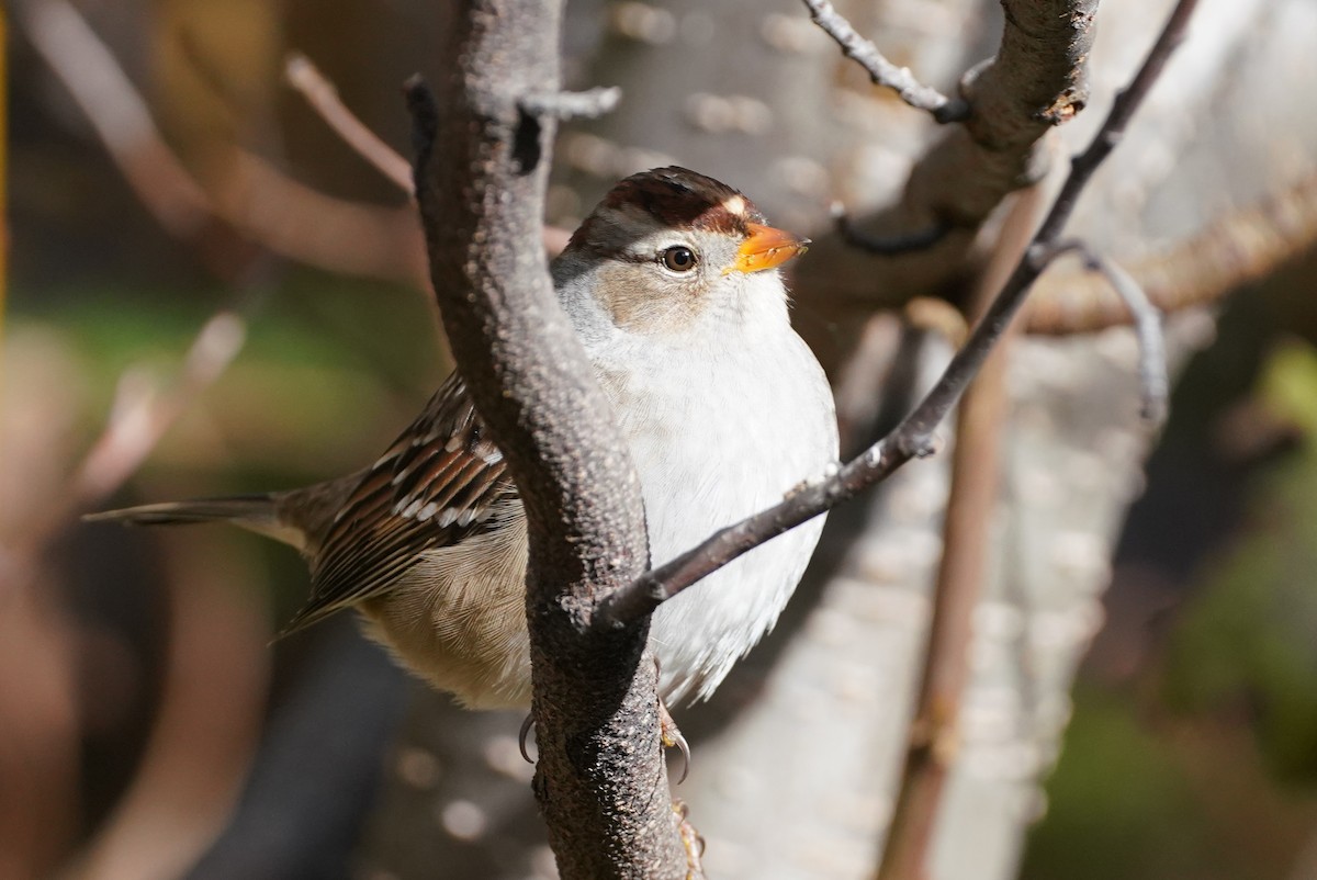 White-crowned Sparrow (Gambel's) - ML272837321
