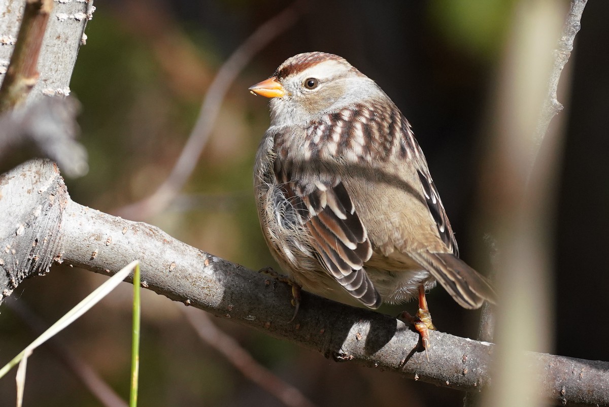 White-crowned Sparrow (Gambel's) - ML272837381