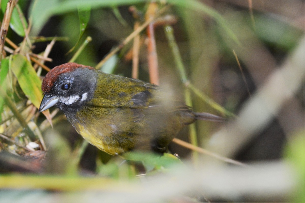 Sooty-faced Finch - ML27283751