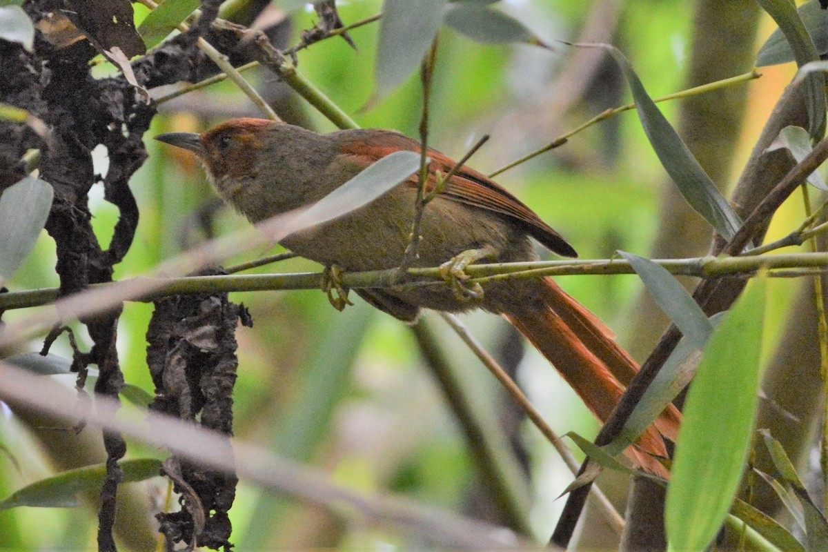Red-faced Spinetail - ML27283911