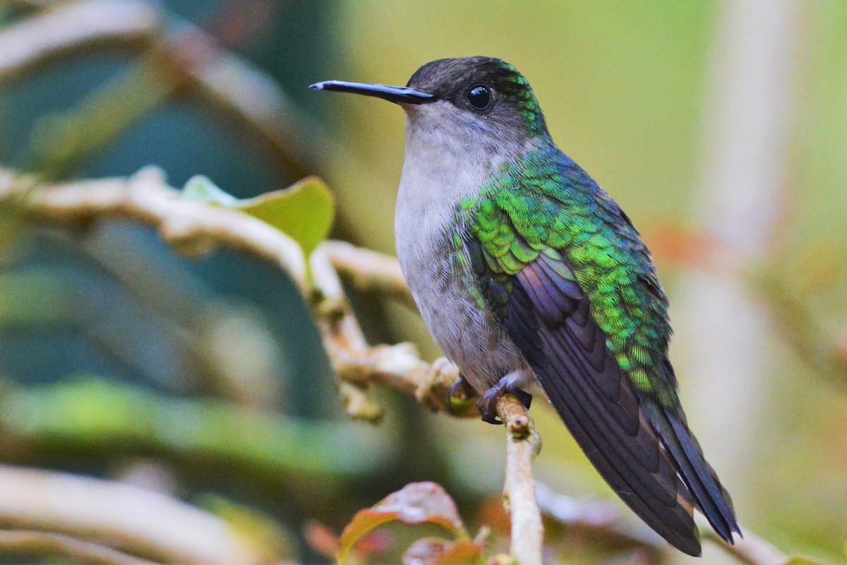 Black-bellied Hummingbird - David Hollie