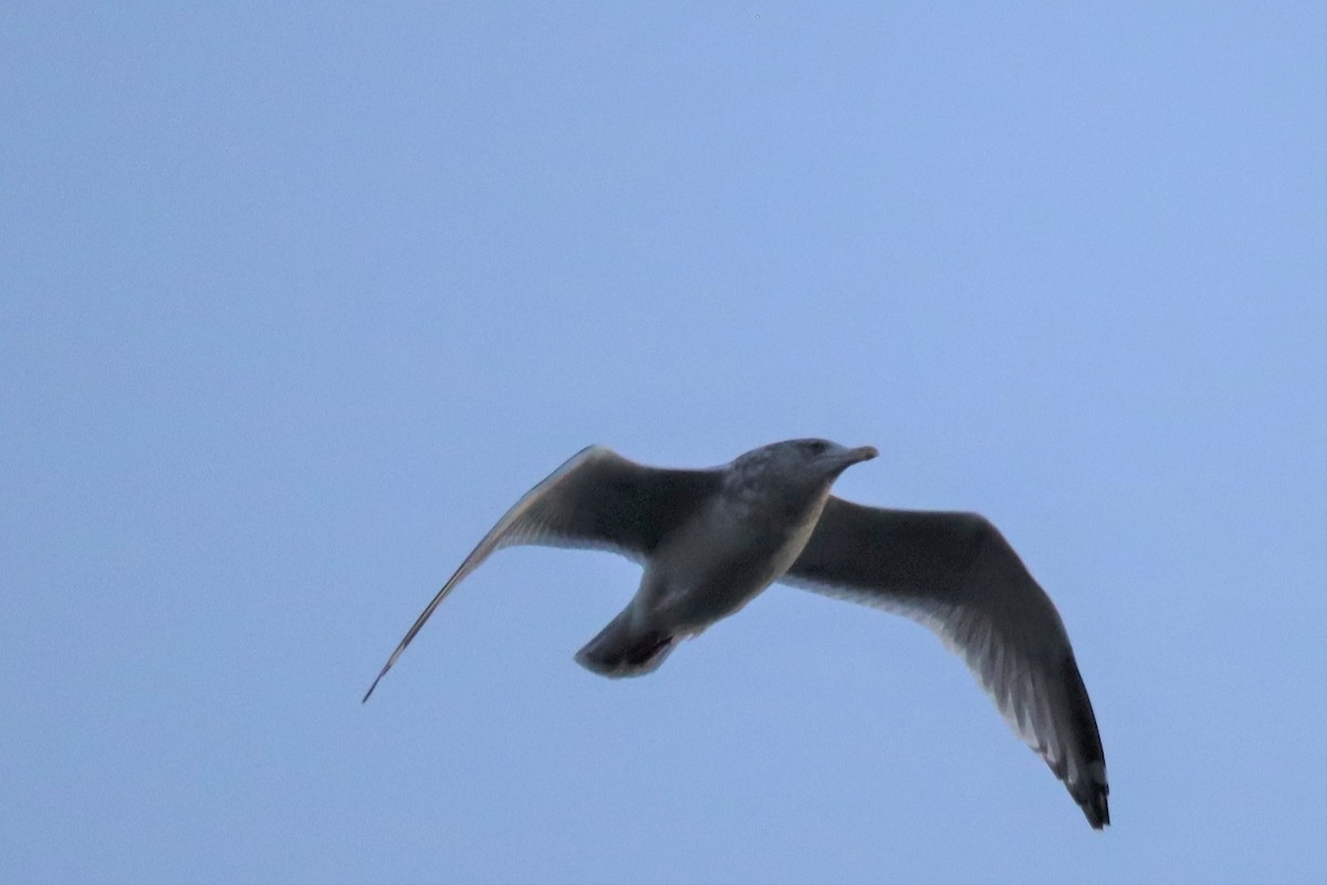 Herring x Glaucous-winged Gull (hybrid) - ML272841751