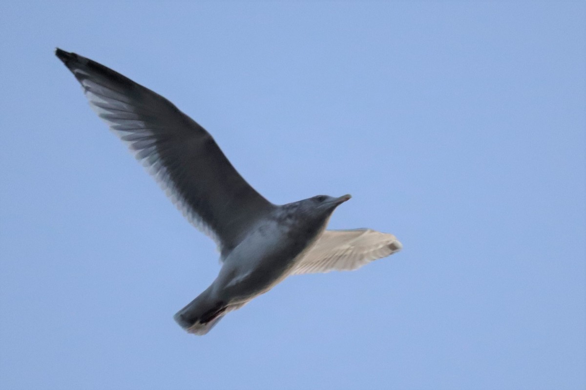 Herring x Glaucous-winged Gull (hybrid) - Lisa Vitale