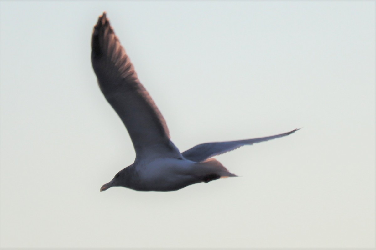 Herring x Glaucous-winged Gull (hybrid) - ML272841791
