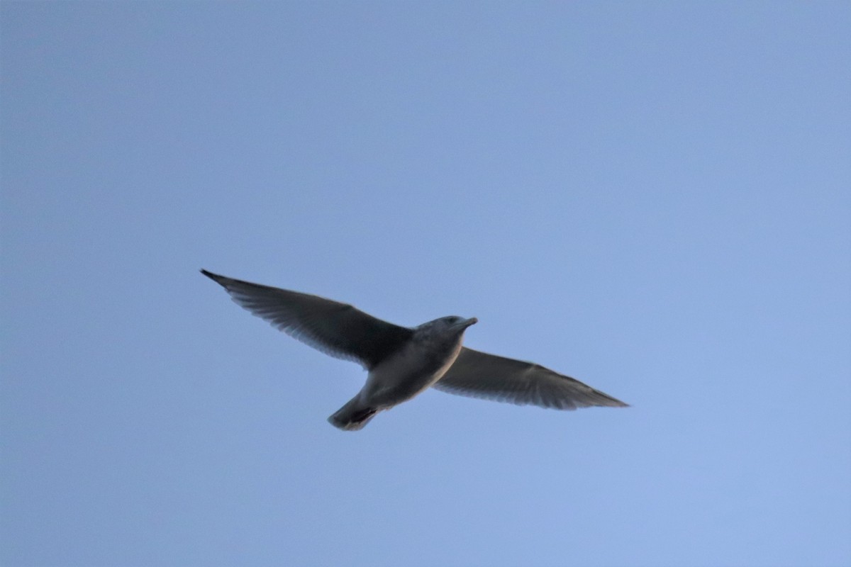Herring x Glaucous-winged Gull (hybrid) - ML272841801