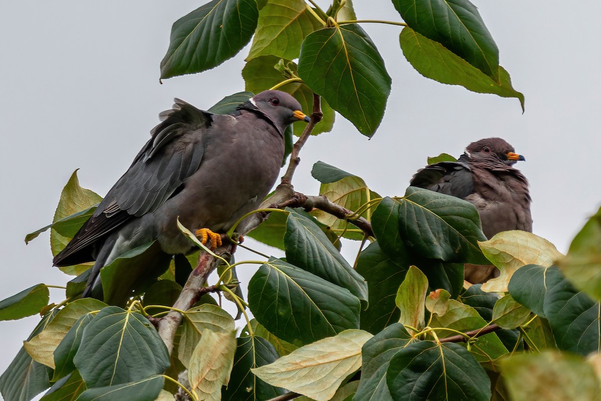 Band-tailed Pigeon - ML272845661