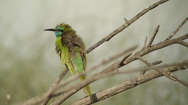 Arabian Green Bee-eater - ML272849361