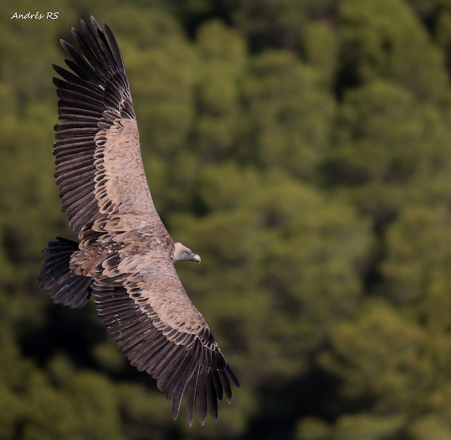 Definitive Basic Eurasian Griffon (subspecies <em class="SciName notranslate">fulvus</em>). - Eurasian Griffon - 