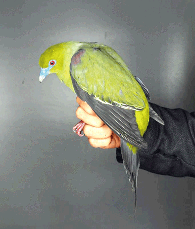 Yellow-vented Green-Pigeon - 独行虾 Bird.soong