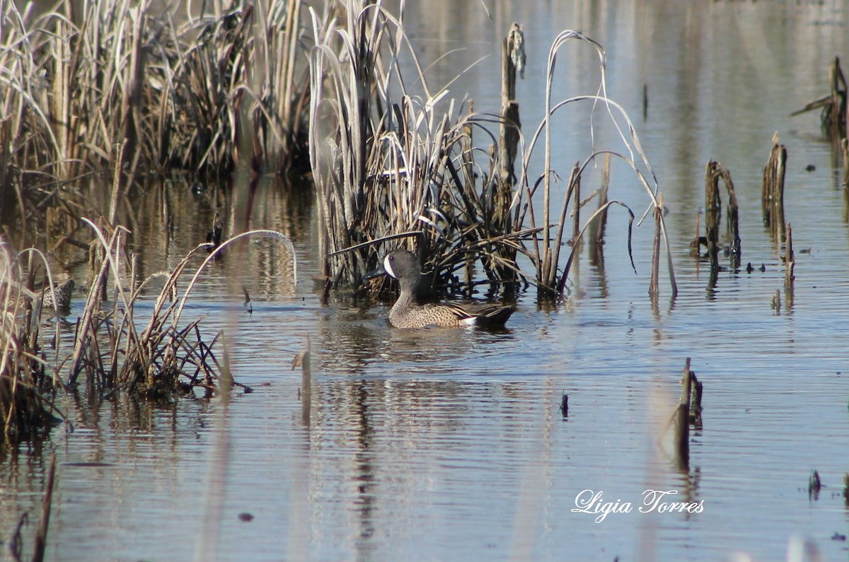 Blue-winged Teal - ML27285951