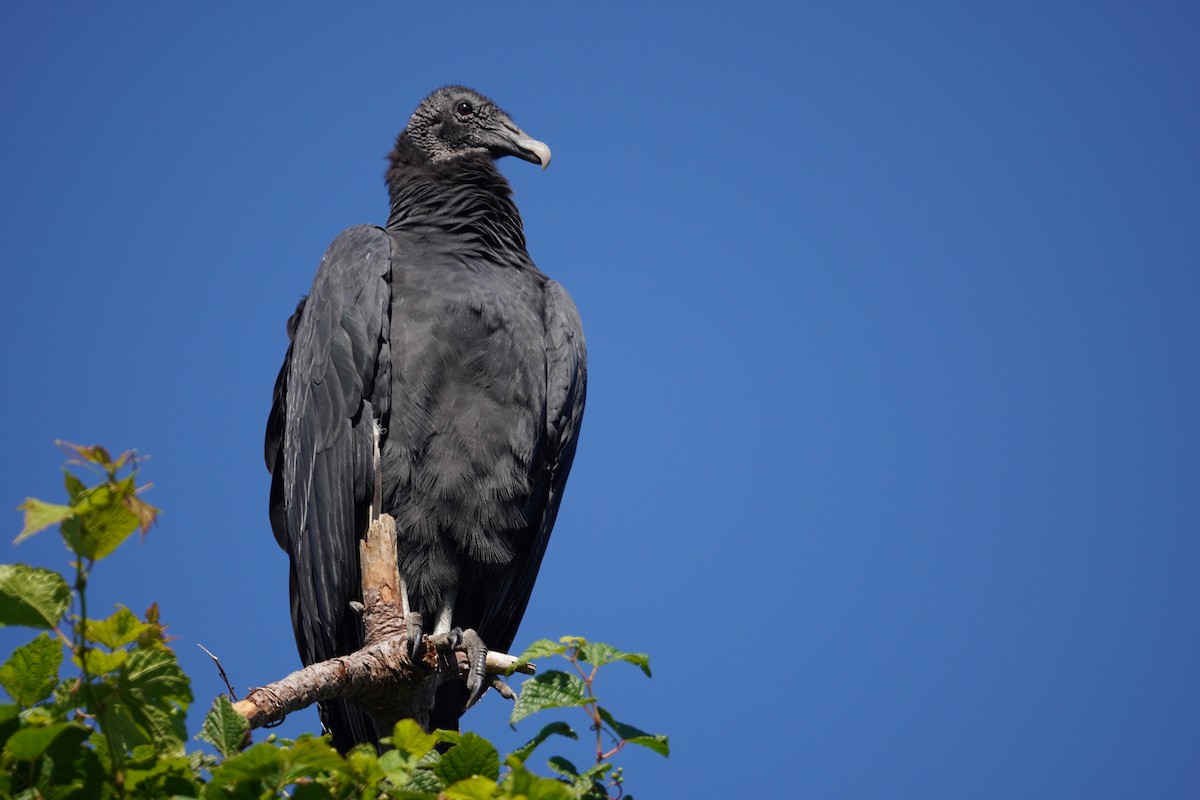 Black Vulture - Felix Perdue