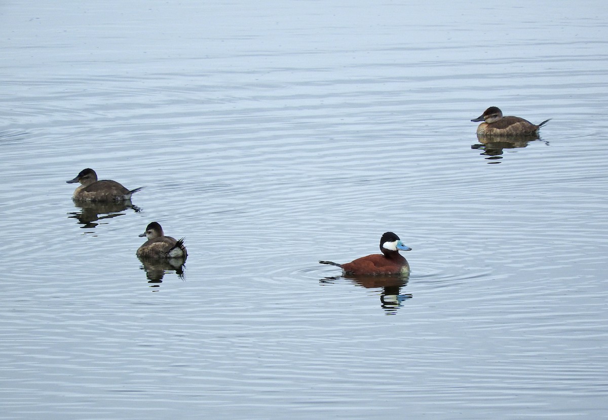 Ruddy Duck - Mary Brown