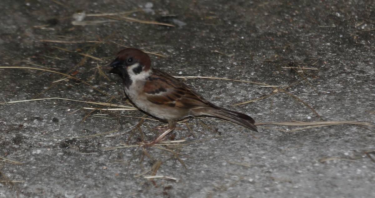 Eurasian Tree Sparrow - ML272862851