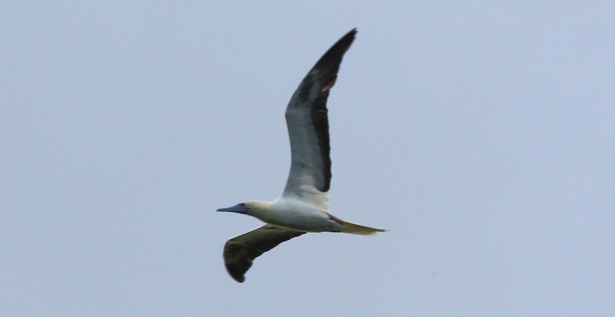 Red-footed Booby - ML272863161