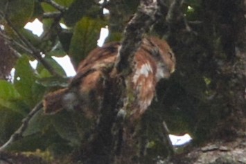 Costa Rican Pygmy-Owl - ML27286531