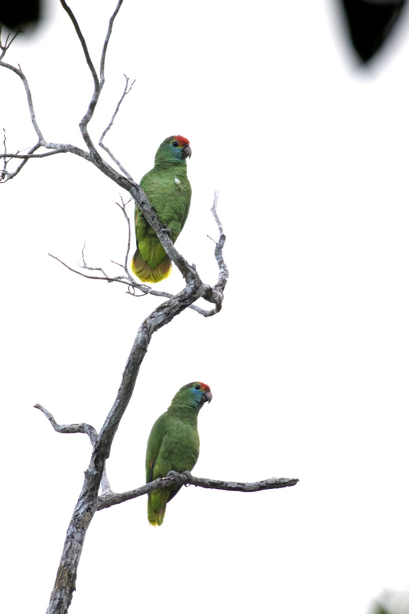 Red-browed Parrot - ML272866741