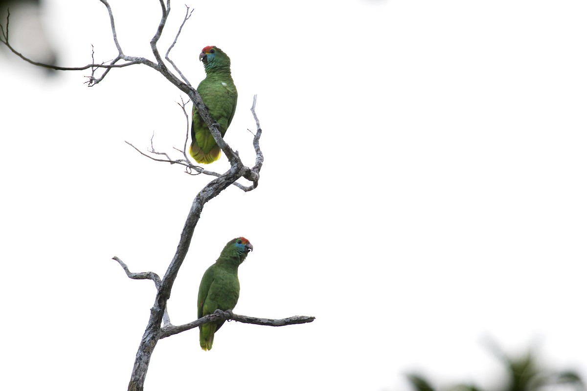 Red-browed Parrot - ML272866751