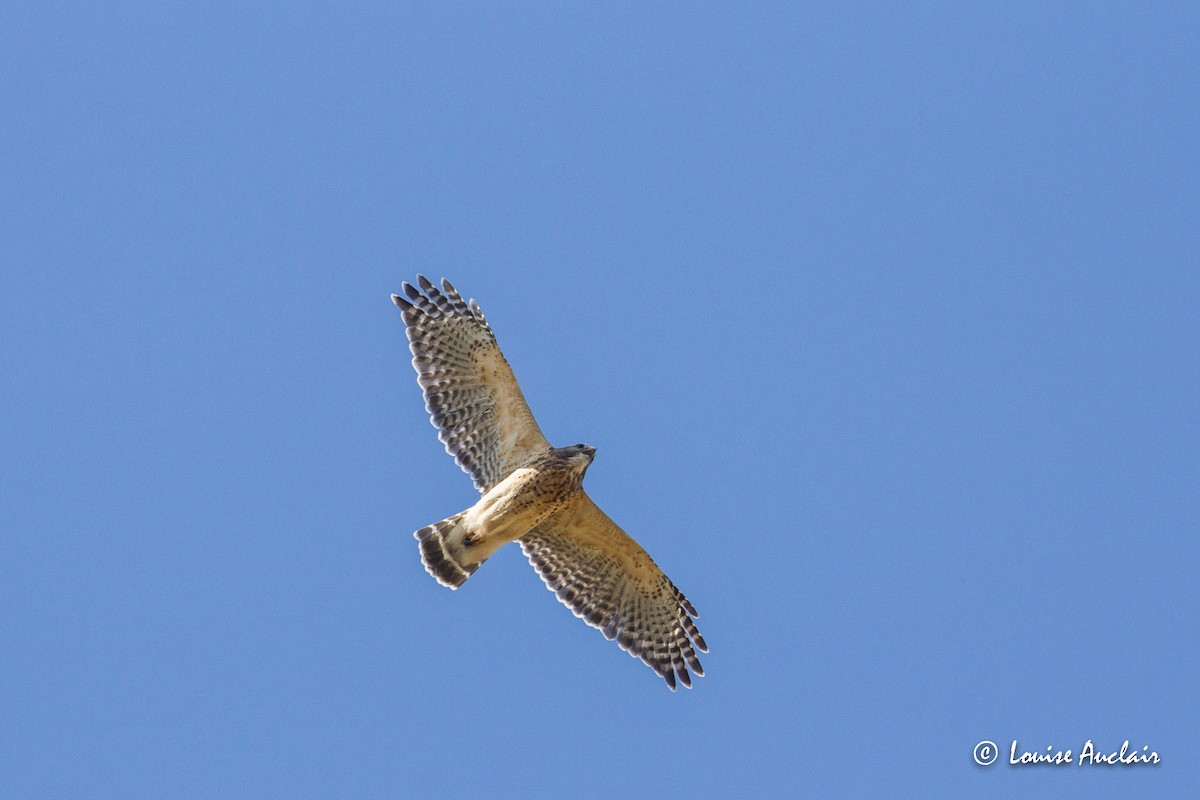 Red-shouldered Hawk - Louise Auclair