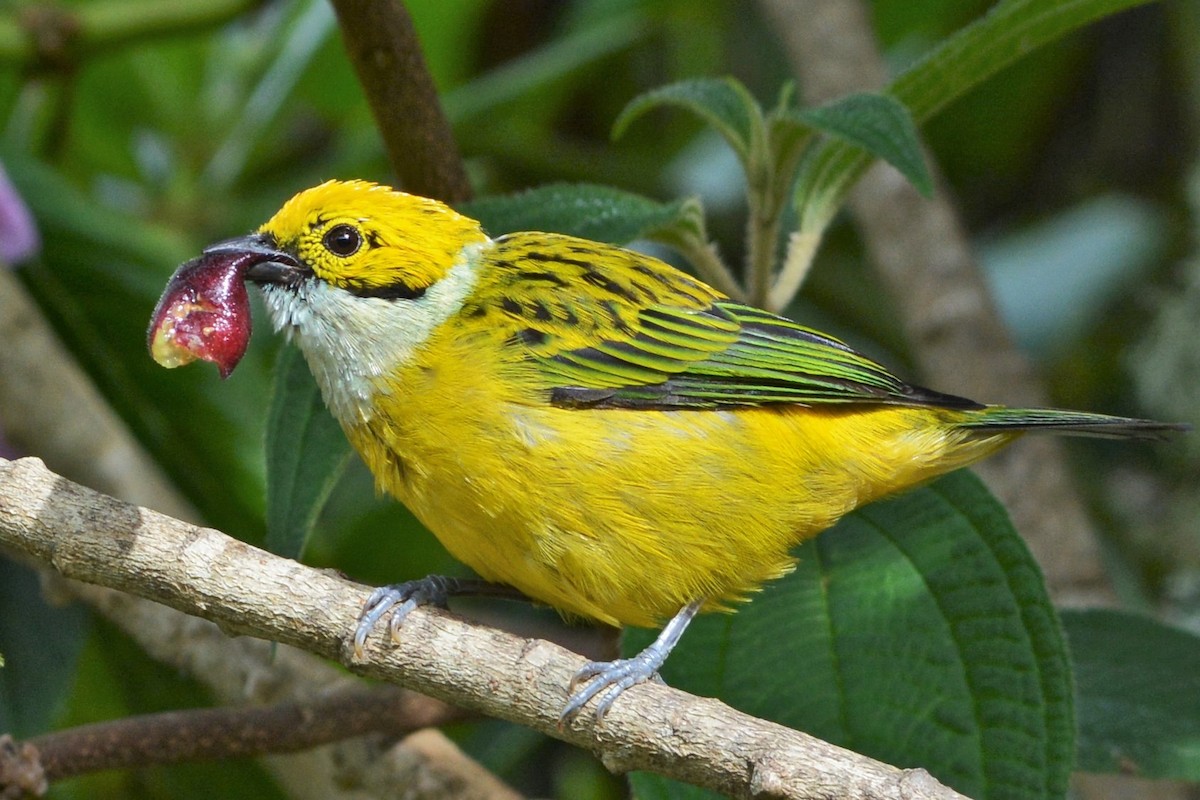 Silver-throated Tanager - ML27287001