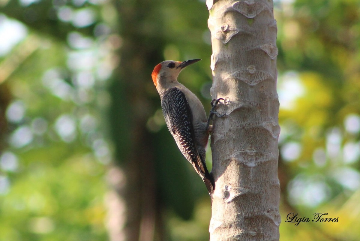 Golden-fronted Woodpecker - ML27287101