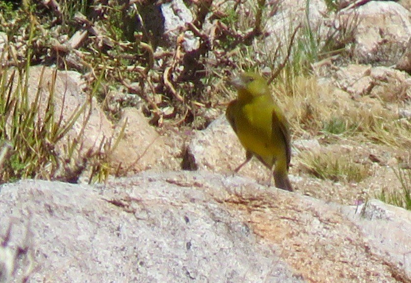 Greenish Yellow-Finch - ML272871551