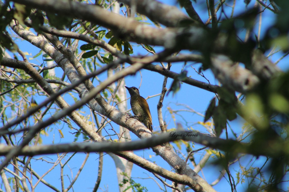 Golden-olive Woodpecker - ML27287191