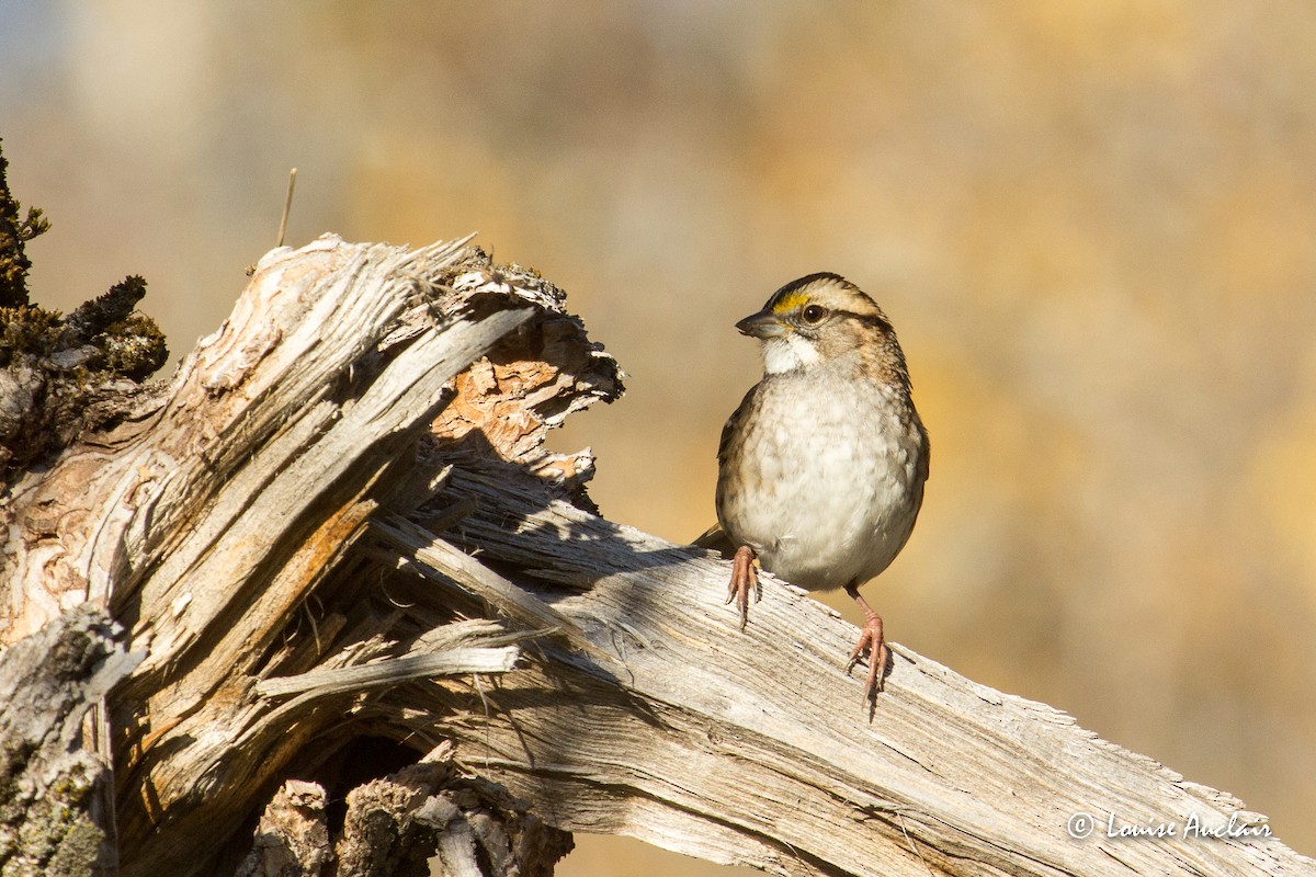 White-throated Sparrow - Louise Auclair