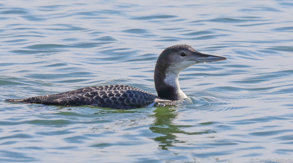 Common Loon - Ceredig  Roberts