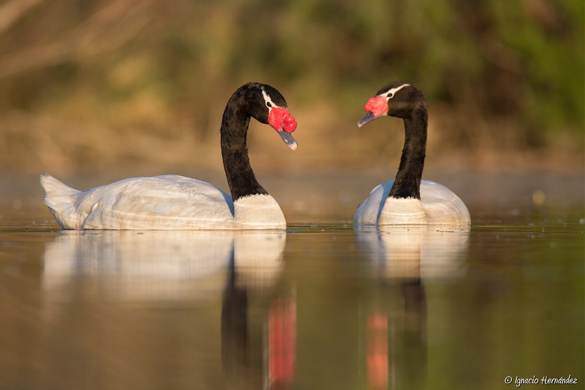 Black-necked Swan - Ignacio Hernandez