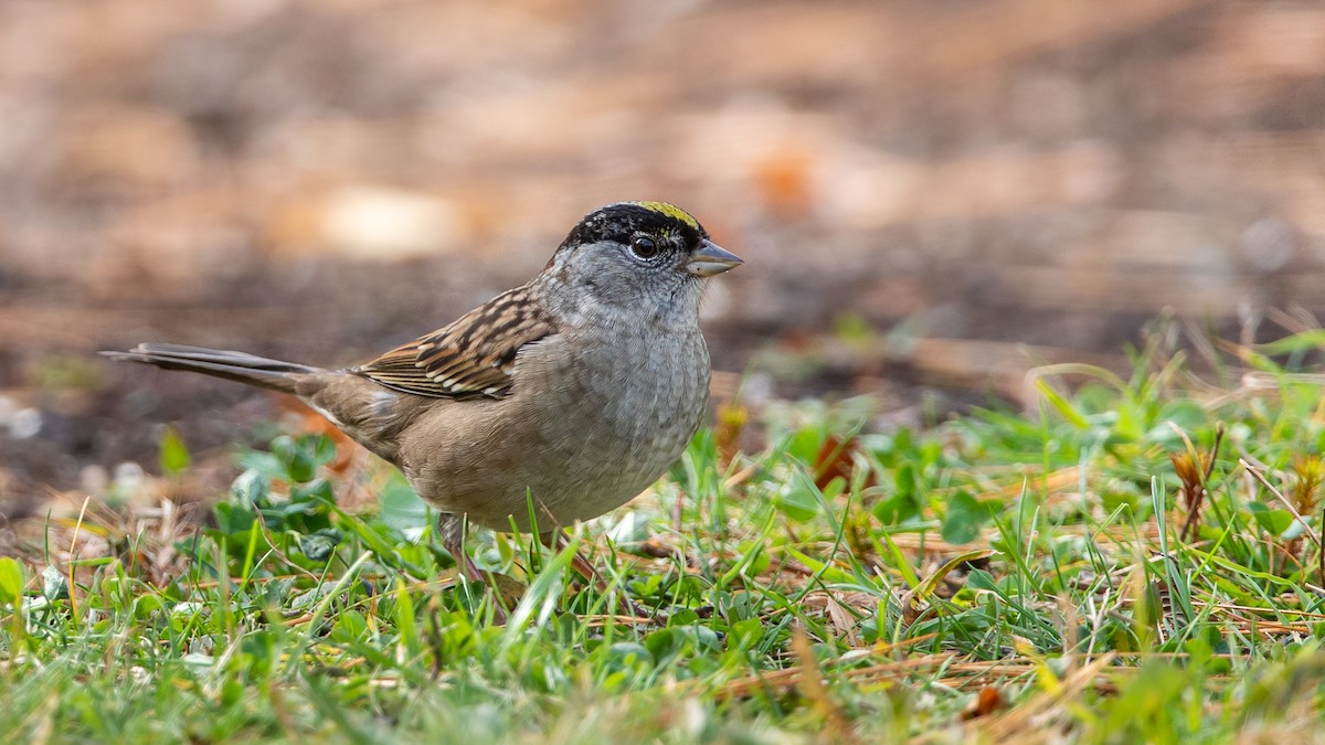 Golden-crowned Sparrow - ML272876011