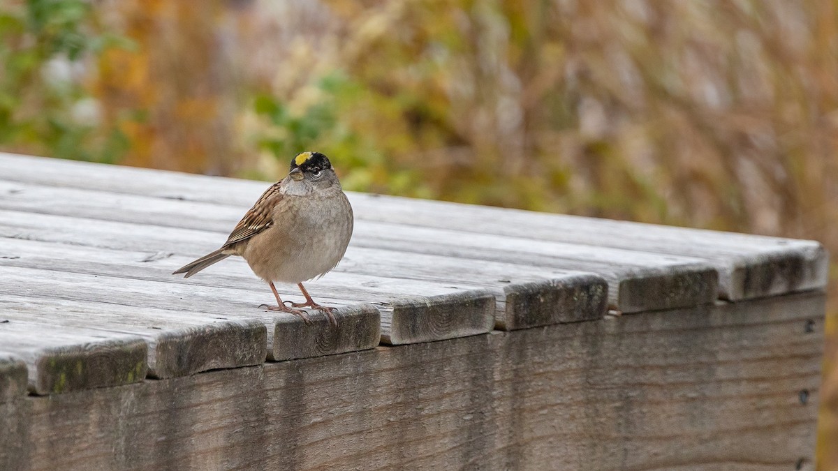 Golden-crowned Sparrow - ML272876301