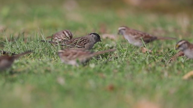 Golden-crowned Sparrow - ML272879311