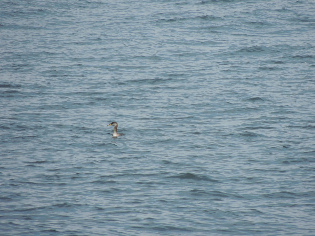 Red-necked Grebe - ML272879611