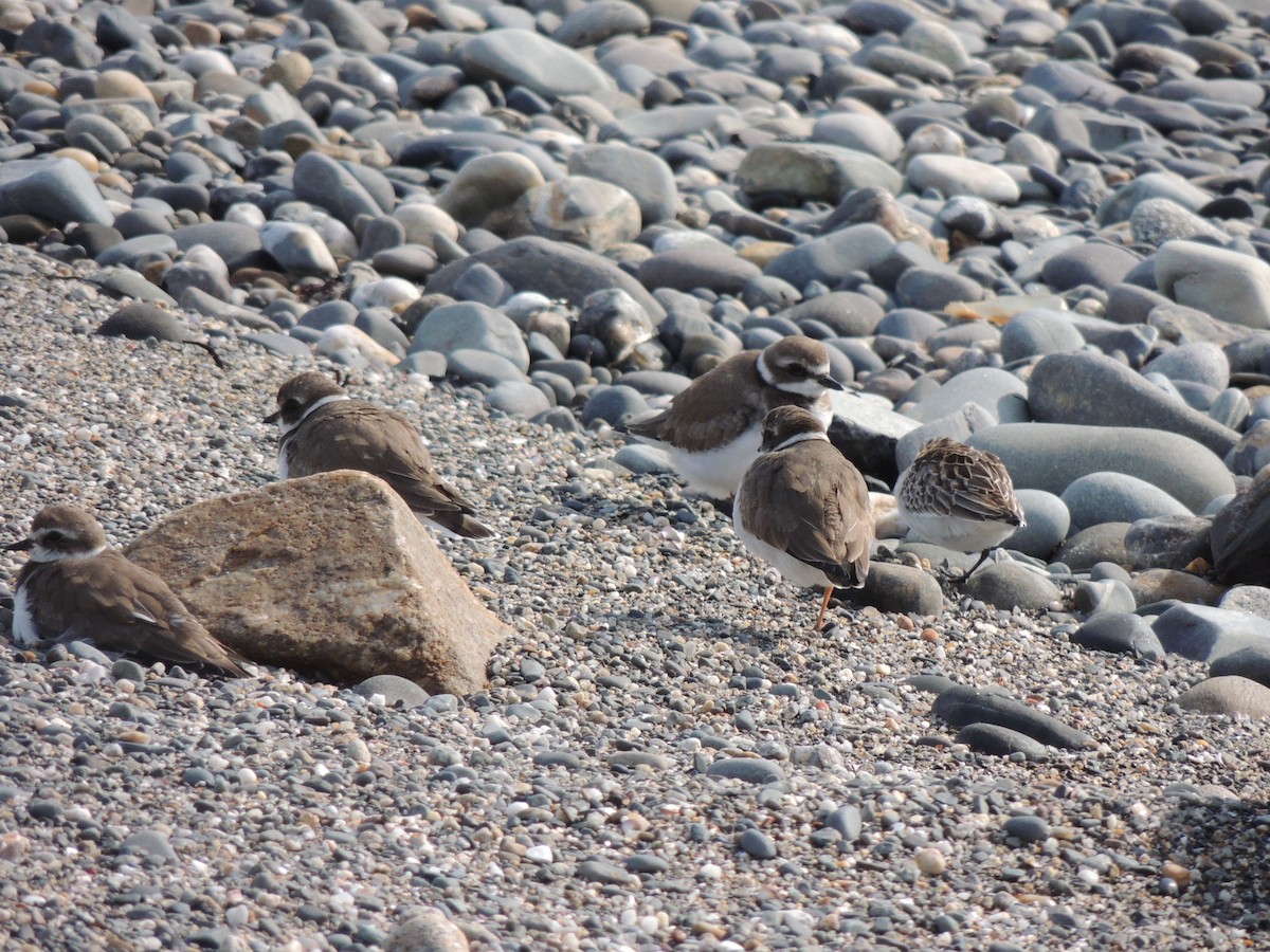 Semipalmated Plover - ML272879661
